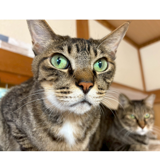 まあたねこを にっぽんのリサ猫（二番、益子）くろゆう バッグ