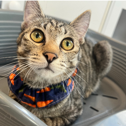 ミャーウチ会長の保護猫プロフィール | neco-note（ネコノート）
